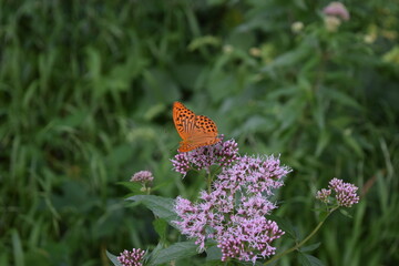 butterfly on flower
