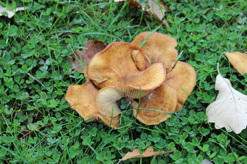Wild Mushrooms in the Forest