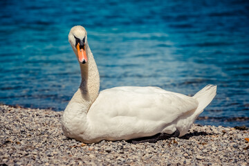 beautiful white swan lying on the shore of the lake.