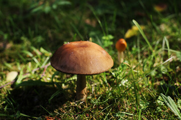 Big birch bolete mushroom in a summer forest deep in the grass. Edible fungus / Popular Russian tradition is picking them up in summer 