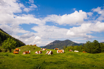 Idyllic landscape with cows grazing on fresh green meadow with mountains and blue cloudy sky background.  Upper Bavaria, Germany