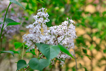 Lilacs bloom in a garden, North China