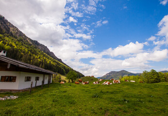 Idyllic landscape with farm and cows grazing on fresh green meadow with mountains and blue cloudy sky background.  Upper Bavaria, Germany