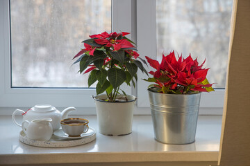 two poinsettia flowers, a Christmas star, decorate the window, stand on the windowsill. Two tall porcelain cups of tea.