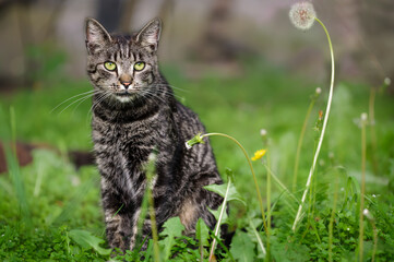 Portrait of a funny tabby cat in the grass. Looking into the camera. Close-up. Selective focus. Place for text