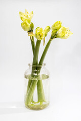 Green amaryllis in a glass jar are on a white background