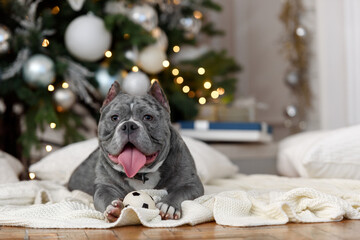 American bully and the New year