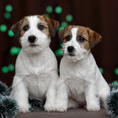 jack russell terrier and the new Year