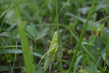 locust in the grass