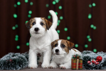 jack russell terrier and the new Year