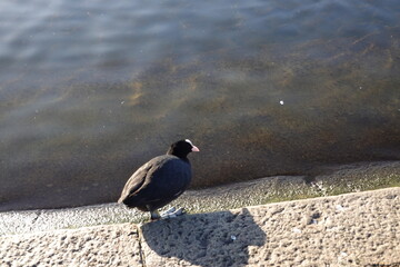 duck beside a lake