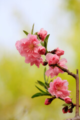 Obraz premium Peach blossom in full bloom, North China