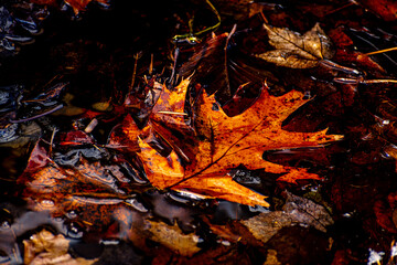 Vibrant orange autumn leaves floating in clear cold winter water stream.