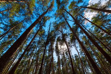 trunks of pine trees in a dense evergreen forest bottom up view on a blue sky with sun, eco friendly background on the theme of ecology environment, nobody.