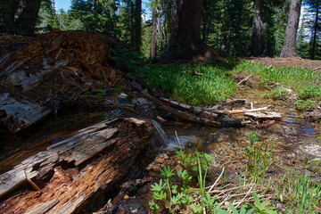Creek and Pond Formed over Fallen Tree at Stanislaus National Park