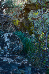 Mix of Bushes and Rocks in the Sierra Nevada Desert