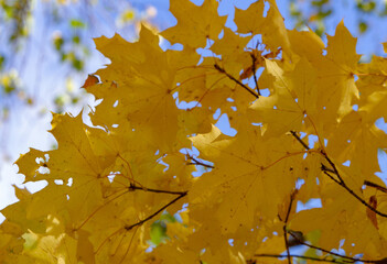 Maple, yellow, autumn leaves against the sky.