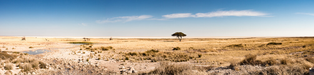 Tree in the plains of Etosha National Park on the edge the salt pan - pano view
 - obrazy, fototapety, plakaty