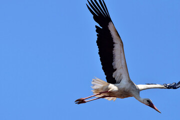 Fliegender Weißstorch vor tiefblauem Himmel (Großaufnahme)
