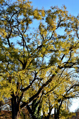 Obraz premium Großer Baum mit herbstlich goldgelb gefärbten Blättern