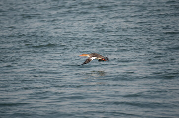 Red Breasted Merganser