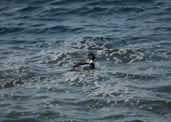 Red Breasted Merganser