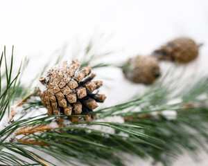 Fototapeta premium Fir cone on a branch with needles on a winter blurred background