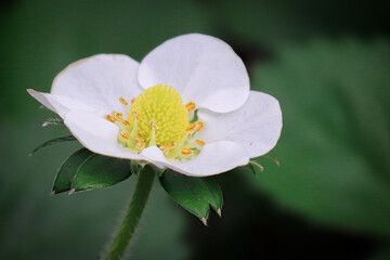 Macro of strawberry blossoms against a dark leaf background