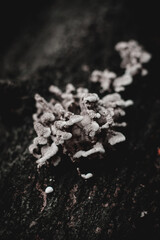 lichenized fungi are very interesting life forms that combine in a symbiosis between fungi