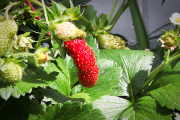 A strange long shaped starberry growing with unripe berries