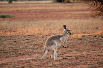 Red Kangaroo in a dry Western Australia landscape at sunset
