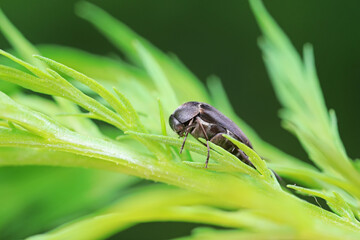 Coleoptera flower fleas crawling on weeds