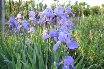 flowers in the garden