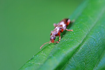 Formiform beetle on wild plants, North China