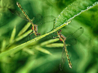 two dragonflies on a green background