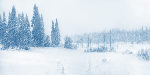 Obraz premium winter blizzard in the forest