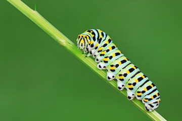 Larvae of the Golden Phoenix butterfly on wild plants, North China