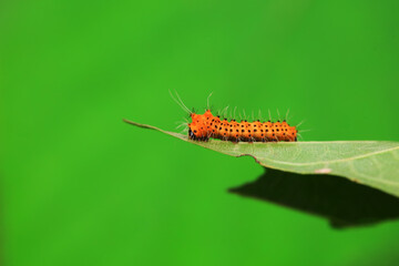 The larvae of the green tailed silkworm moth are on the green leaves