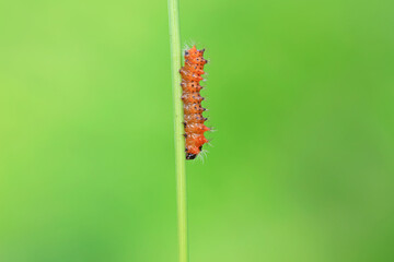 The larvae of the green tailed silkworm moth are on the green leaves