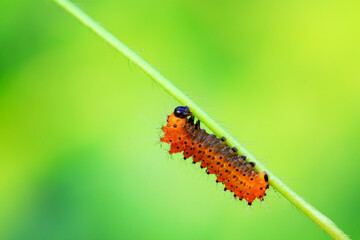 Fototapeta premium The larvae of the green tailed silkworm moth are on the green leaves