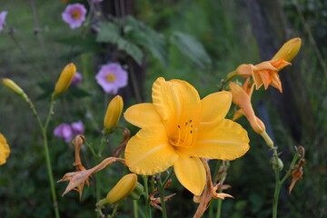 yellow daffodils in spring