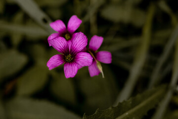 flower in the garden