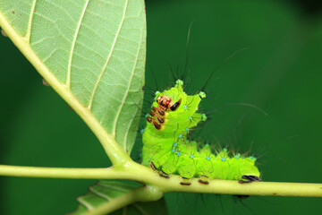 The larvae of the green tailed silkworm moth are on the green leaves