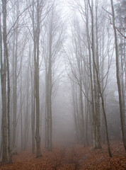 Fototapeta na wymiar an alley in the foggy forest