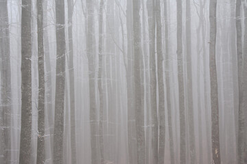 strains of forest trees in thick fog