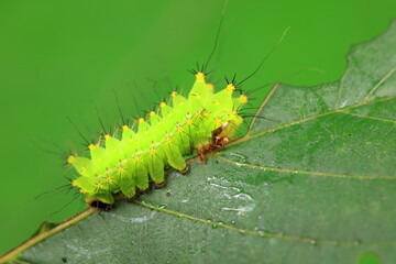 The larvae of the green tailed silkworm moth are on the green leaves