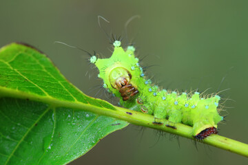 The larvae of the green tailed silkworm moth are on the green leaves