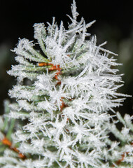 Naklejka na ściany i meble a frozen fir branch in close up