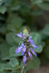 violet flower