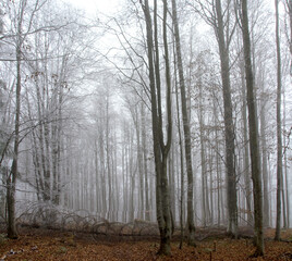 a fallen tree in the misty forest
